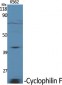 Cyclophilin F Polyclonal Antibody