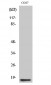 CYCS Polyclonal Antibody