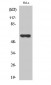 CYP27A1 Polyclonal Antibody