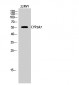 CYP2A7 Polyclonal Antibody