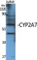 CYP2A7 Polyclonal Antibody