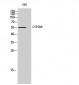 CYP2B6 Polyclonal Antibody