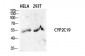 CYP2C19 Polyclonal Antibody