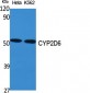 CYP2D6 Polyclonal Antibody