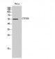 CYP2D6 Polyclonal Antibody