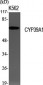 CYP39A1 Polyclonal Antibody