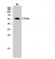 CYP3A4 Polyclonal Antibody