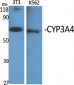 CYP3A4 Polyclonal Antibody