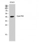 CysLTR2 Polyclonal Antibody