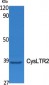 CysLTR2 Polyclonal Antibody