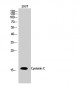 Cystatin C Polyclonal Antibody