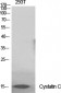 Cystatin C Polyclonal Antibody