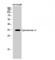 Cytochrome c1 Polyclonal Antibody