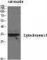 Cytochrome c1 Polyclonal Antibody