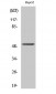 Cytokeratin 13 Polyclonal Antibody