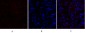 Cytokeratin 18 Polyclonal Antibody