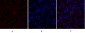 Cytokeratin 18 Polyclonal Antibody