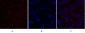 Cytokeratin 18 Polyclonal Antibody