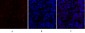 Cytokeratin 18 Polyclonal Antibody