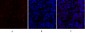 Cytokeratin 18 Polyclonal Antibody