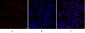 Cytokeratin 18 Polyclonal Antibody