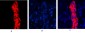 Cytokeratin 19 Polyclonal Antibody