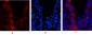 Cytokeratin 19 Polyclonal Antibody