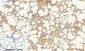 Cytokeratin 19 Polyclonal Antibody