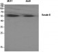 Cytokeratin 8 Polyclonal Antibody