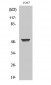 Cytokeratin 8 Polyclonal Antibody