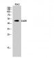 D4DR Polyclonal Antibody