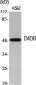 D4DR Polyclonal Antibody