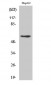 Dab1 Polyclonal Antibody