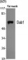 Dab1 Polyclonal Antibody