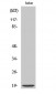 DAN Polyclonal Antibody