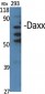 Daxx Polyclonal Antibody