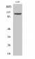 Daxx Polyclonal Antibody