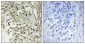 Dbf4 Polyclonal Antibody