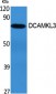 DCAMKL3 Polyclonal Antibody