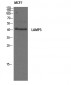 DC-LAMP Polyclonal Antibody