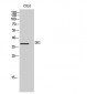 DD2 Polyclonal Antibody