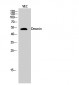 Desmin Polyclonal Antibody