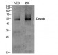 Desmin Polyclonal Antibody