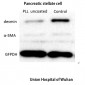 Desmin Polyclonal Antibody