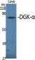 DGK-α Polyclonal Antibody