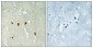 DJ-1 Polyclonal Antibody