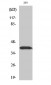 Dlx-3 Polyclonal Antibody