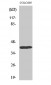 Dlx-4 Polyclonal Antibody