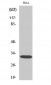 Dlx-5 Polyclonal Antibody