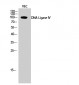 DNA Ligase IV Polyclonal Antibody